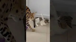 Котёнок попал к хищнику🙀история появления Семена в нашей семье!❤️ кому было интересно?