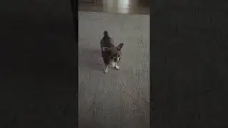 Играем с Леей 
