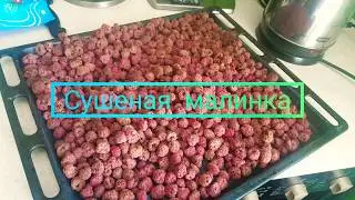 Как сушить малину в электросушилке?🙂👇