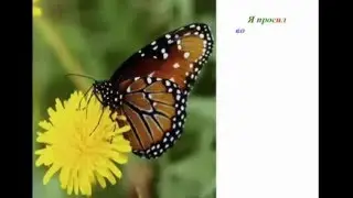 Урок бабочки 2