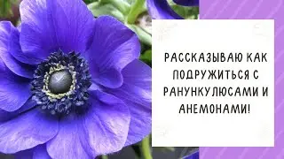 КАК ВЫРАСТИТЬ РАНУНКУЛЮСЫ И АНЕМОНЫ! ДЕЛЮСЬ СВОИМИ СЕКРЕТАМИ!