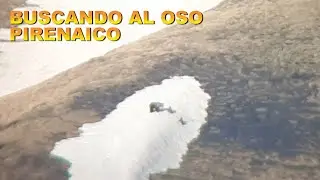 BUSCANDO AL OSO DEL PIRINEO