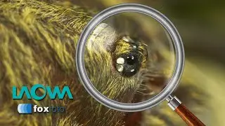 LAOWA | 24mm | 25mm | 65mm | TEST MAKRO