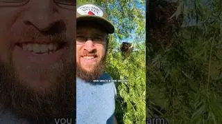 Bee Swarm on a Farm