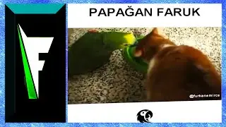 Furkan Emirce - Papağan Faruk (Yeni Seri)