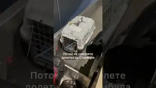 Легендарный голубь 🌝