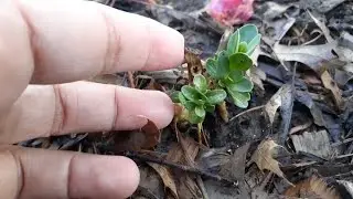 Overwintering LISIANTHUS in Zone 6a, Missouri | Update