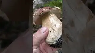 Боровик гигант. Первый летний. #boletus #nature #forest #shorts