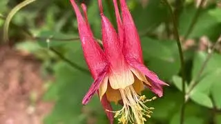 Spring Ephemerals and Pollinators