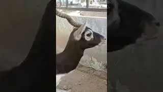 Ketemu Antelope #mindsetyt21 #mindsetyt #mindset21 #mindsetvlog