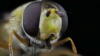 Hover Fly Macro In Motion