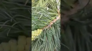 как образуются шишки на сосне #геленджик #шишка #сосны #интересно #природа #приколы #путешествия