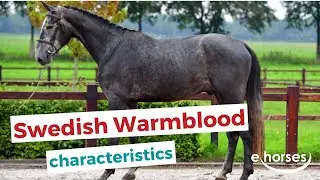 Swedish Warmblood | characteristics, origin & disciplines