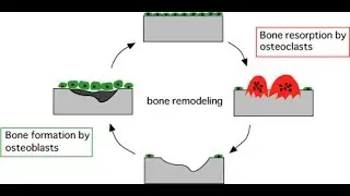 Difference between osteoblast and osteoclast