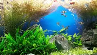 Релакс аквариум. Aquarium Relax Music HD 1080P.