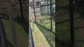 Big Cat - Safari Sam #animals