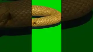 saamp green screen video 
