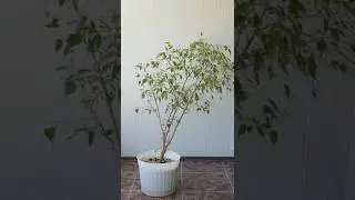 Repotting a Ficus Benjamina 