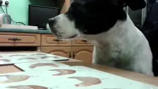 Dog falling asleep at the kitchen table