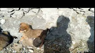 wildlife.. dogs are best creature of god. watch till ends #dogs #wildlife #wildlife_sanctuary