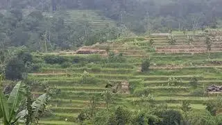Bali, rice terrace, rain