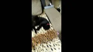 Кот спать не давал