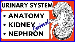 Anatomy of Kidney and Urinary System | Structure of Nephron | Human Physiology | Excretory System