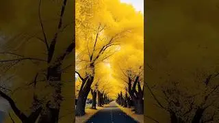 yellow spring road japan| yellow spring road japan tour| yellow spring road real or fake 
