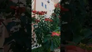 Рождественская Звезда