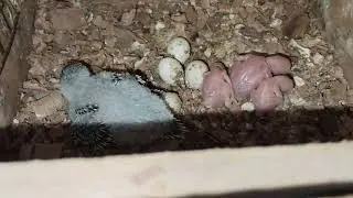 4 cute budgies in box 
