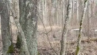 Как собрать берёзовый сок. Очень простой метод