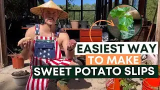 BEST WAY to Get the SWEET POTATO SLIPs started EFFORTLESSLY | Homesteading | Hillbilly Millionaire
