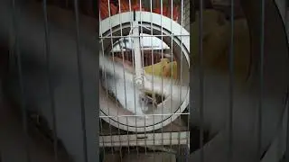 Уже в вольере.