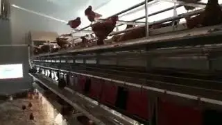 Voliere im Freilandstall - Hühnerhaltung - ROWA Melle