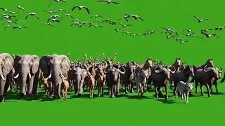 Wild Animal Stampede Green Screen | Insane Jungle Run Scene