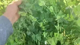 Что на поле с седератами? Второй рапсовый эксперимент.