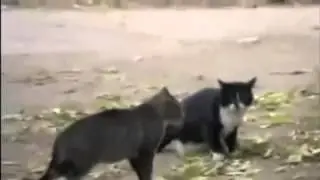бой кошек, Cat Fight Dog Win, приколы с кпшками 2014, смешной пес з кошками, cats 2014, rjirb