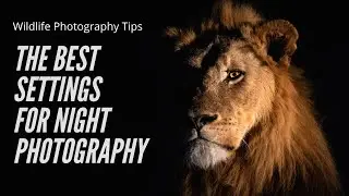 How to photograph wildlife at night | Wildlife photography tips for beginners