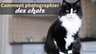 Mes 8 atuces pour photographier des chats