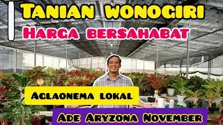 Aglaonema lokal wonogiri harga bersahabat