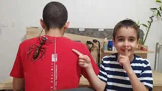 Buğranın Sırtında Karınca Var