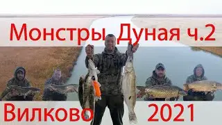 Рыбалка р. Дунай 2021 г.Вилково (лимба). В погоне за дикими трофеями!