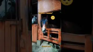 ⚡опасная Даша😹ТГ - @eqvirey