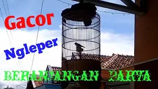 Beranjangan Parva Gacor