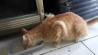 Orange Cat Breakfast