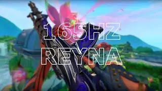 165HZ REYNA