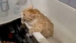 Толстый кот пытается выпрыгнуть из ванной