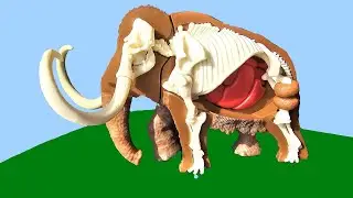 Model Showing the Inside of a Mammoth