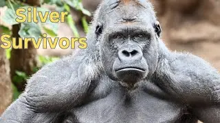 The Silver Gorilla A Primate Powerhouse