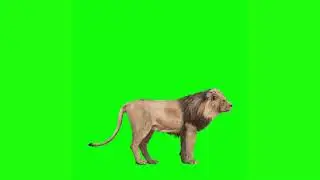 lion green screen video free download